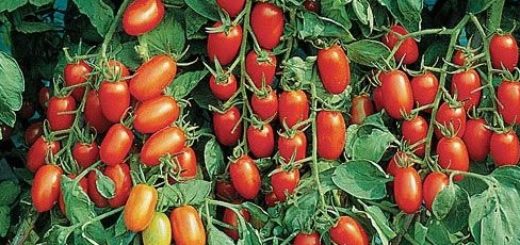 tomate cerise allongée.jpg